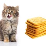 Are Cats Able To Eat Graham Crackers?