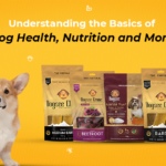 The Importance of Understanding Dog Health Basics